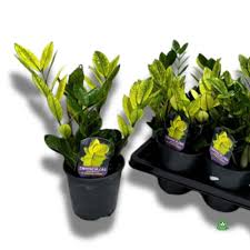 Image result for zamiokulkas