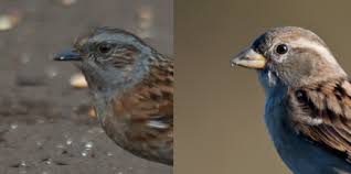 Attēlu rezultāti vaicājumam “Prunella modularis adult”