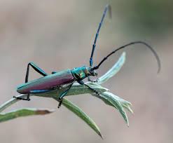 Attēlu rezultāti vaicājumam “Aromia moschata”