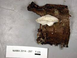 Attēlu rezultāti vaicājumam “Sarcoporia polyspora”