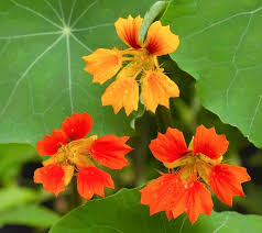 Image result for Tropaeolum minus