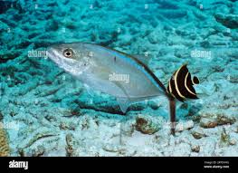 Image result for Caranx ruber