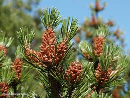 Attēlu rezultāti vaicājumam “Pinus sylvestris male flower”