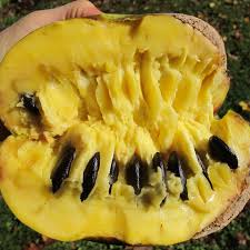 Attēlu rezultāti vaicājumam “Astragalus arenarius fruit”