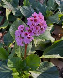 Attēlu rezultāti vaicājumam “Bergenia crassifolia flower”
