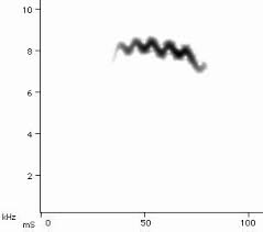 Image result for Dendroica tigrina