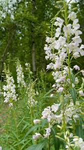Attēlu rezultāti vaicājumam “Epilobium angustifolium bud”