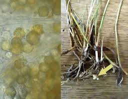 Attēlu rezultāti vaicājumam “Sphacelotheca hydropiperis”