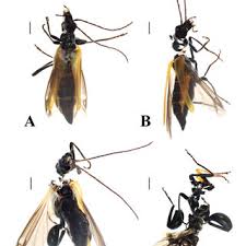 Attēlu rezultāti vaicājumam “Oedemera femorata”