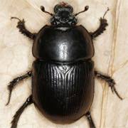 Attēlu rezultāti vaicājumam “Geotrupes”