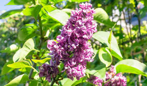 Attēlu rezultāti vaicājumam “Syringa vulgaris flower”