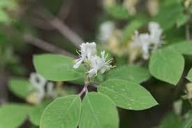 Attēlu rezultāti vaicājumam “Lonicera xylosteum flower”