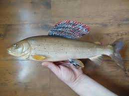 Image result for Thymallus thymallus