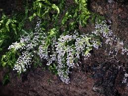 Attēlu rezultāti vaicājumam “Physarum globuliferum”