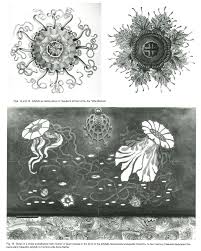Image result for ernst haeckel