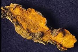 Attēlu rezultāti vaicājumam “Antrodia malicola”