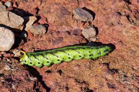 Attēlu rezultāti vaicājumam “Agrius convolvuli”