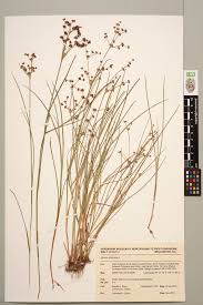 Attēlu rezultāti vaicājumam “Juncus articulatus”