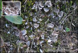 Attēlu rezultāti vaicājumam “Peltigera extenuata”