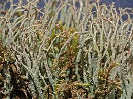 Attēlu rezultāti vaicājumam “Cladonia ramulosa”