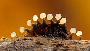 Attēlu rezultāti vaicājumam “Willkommlangea reticulata”