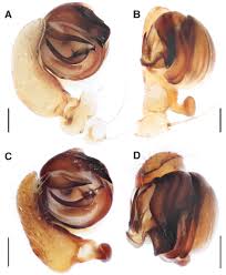 Attēlu rezultāti vaicājumam “Araniella male”