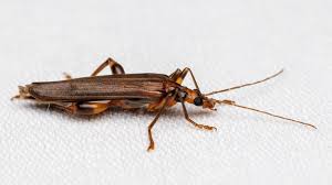 Attēlu rezultāti vaicājumam “Oedemera femorata”