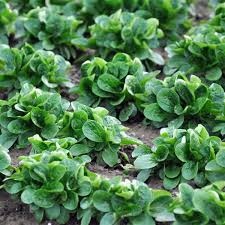 Image result for Feldsalat