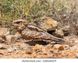 Image result for Caprimulgus ruficollis