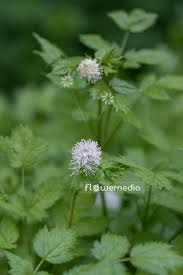 Attēlu rezultāti vaicājumam “Actaea spicata flower”