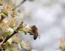 Attēlu rezultāti vaicājumam “Prunus cerasifera flower”