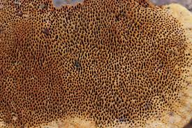 Attēlu rezultāti vaicājumam “Gloeophyllum odoratum”