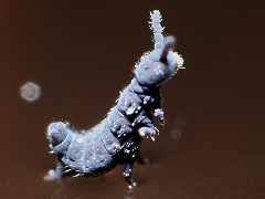 Attēlu rezultāti vaicājumam “Hypogastrura sp.”