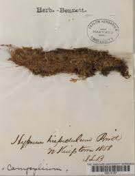 Attēlu rezultāti vaicājumam “Campylophyllum sommerfeltii”