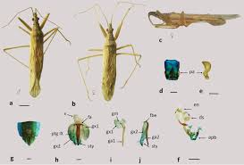 Attēlu rezultāti vaicājumam “Nabidae”