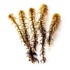 Attēlu rezultāti vaicājumam “Sphagnum subsecundum”