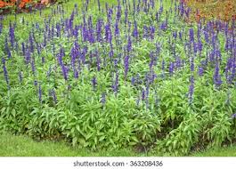 Attēlu rezultāti vaicājumam “Labiatae”