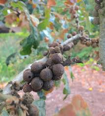 Attēlu rezultāti vaicājumam “gall”