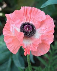 Attēlu rezultāti vaicājumam “Papaver orientale  flower”