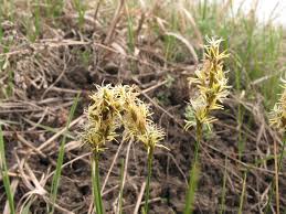 Attēlu rezultāti vaicājumam “Carex praecox”