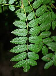 Attēlu rezultāti vaicājumam “Sorbus aucuparia leaf”