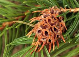 Attēlu rezultāti vaicājumam “Sacchiphantes abietis”