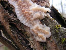 Attēlu rezultāti vaicājumam “Exidia thuretiana”