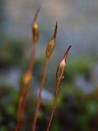 Attēlu rezultāti vaicājumam “Didymodon tophaceus”