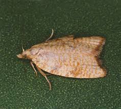 Attēlu rezultāti vaicājumam “Acleris bergmanniana”