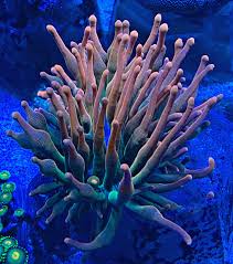 Image result for Anemonenarten