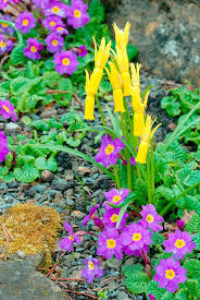 Attēlu rezultāti vaicājumam “Leucojum vernum var. carpathicum”