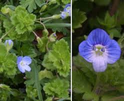 Attēlu rezultāti vaicājumam “Veronica persica flower”