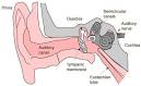 The Ear and Hearing