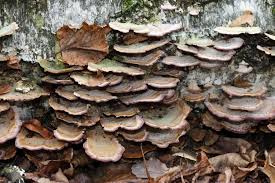 Attēlu rezultāti vaicājumam “Trichaptum biforme”